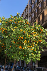 Fototapeta na wymiar Tangerine tree in the city