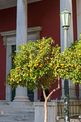 Tangerine tree in the city