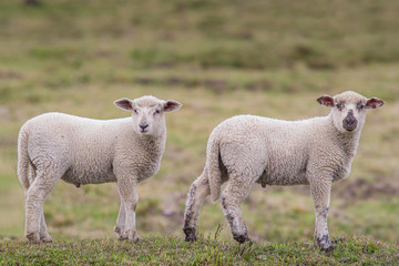 Naklejka na ściany i meble Two little lambs in the pasture