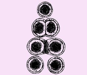 division of cell, hand drawn, doodle style