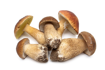 wild mushrooms closeup isolated on white background