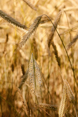 Getreide im Detail