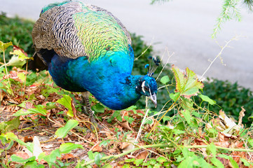 Peacock (Pavo cristatus) closeup outdoor 