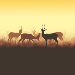 Fototapeta na wymiar Vector illustration of wild horned animals.