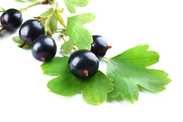 Wild black currant with green leaves isolated on white