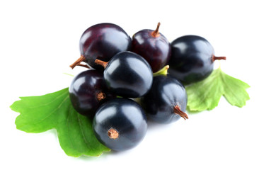 Wild black currant with green leaves isolated on white