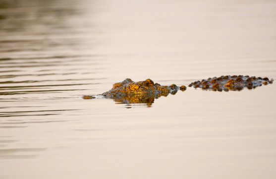 Nile Crocodile at water hole