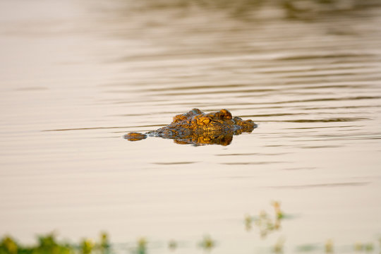 Nile Crocodile at water hole