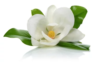 Fototapeten Weiße Magnolie © mates