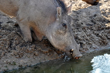 Fototapeta premium Warzenschwein
