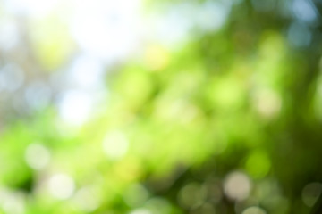 abstract background green boke