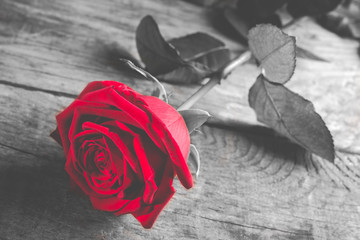 red rose on wood - black and white style photo with single flower colored - obrazy, fototapety, plakaty