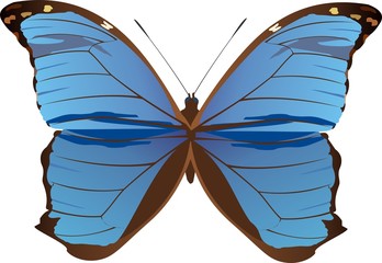 Morpho Nestira