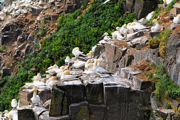 Northern gannets on a cliff