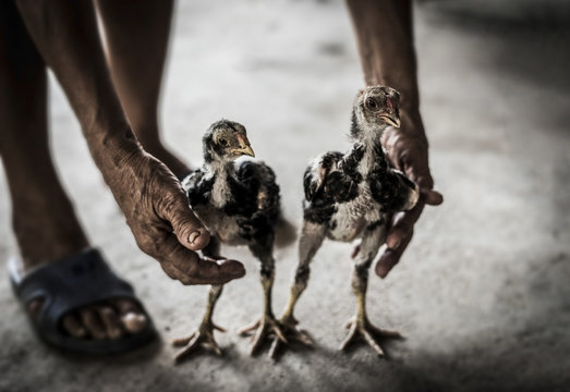 Hands catching Baby Chick