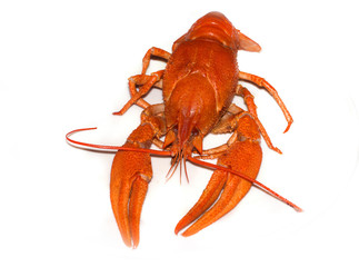 crawfish isolated