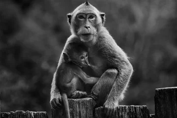 Photo sur Plexiglas Singe little monkey and mom 