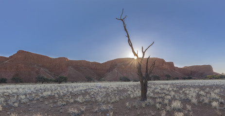 Sunset, dead tree and petrified dune