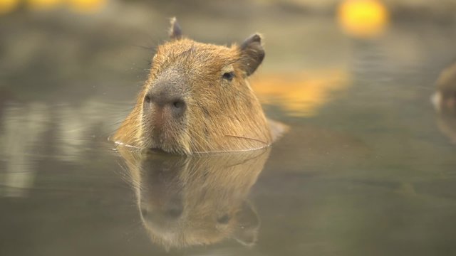 入浴中のカピバラ