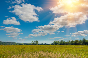 field of wild grass with beautiful clouds