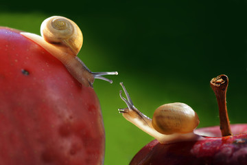 Liebe auf den ersten Blick