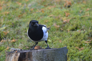 Fototapeta premium Elster