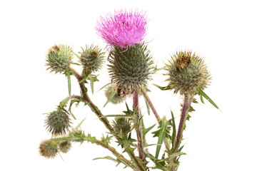 Thistle flower on white background