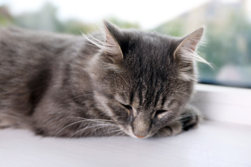 Beautiful grey cat on window board, close up