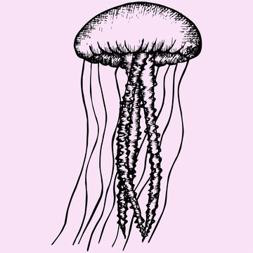 recommend clip art: jellyfish, doodle style, sketch illustration
