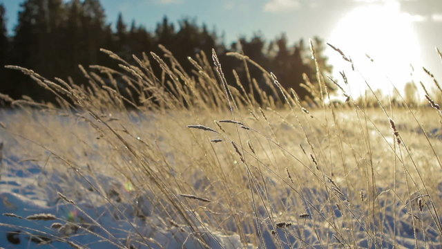 Blades of frozen grass, playing in the wind, the camera moves to the right