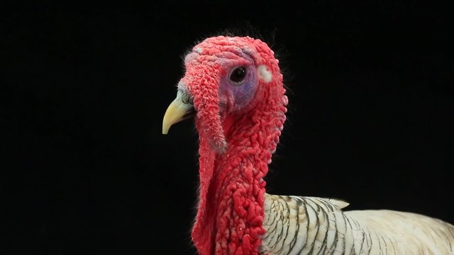 portrait of a turkey-cock on the black screen