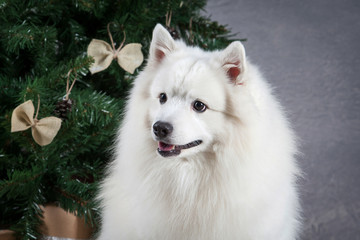 Fototapeta premium Dog. Japanese white spitz on Christmas background