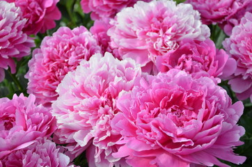 Many big pink peony flowers 