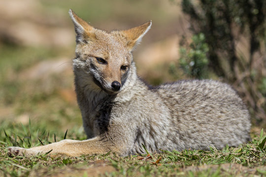 Graxaim, el Zorro de las Pampas (Pseudalopex gymnocercus)
