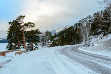 Birch and pine forest