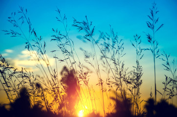 flower grass at relax morning time :soft focus , color filter nature background