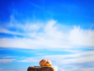 snail house (61)