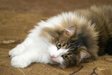 cats beautiful white