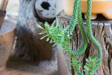  Disocactus flagelliformis (L.) Barthlott,Mixed with cold medici