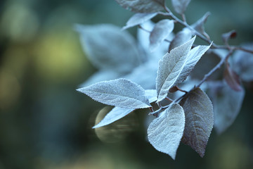 A branch with green tree leaves, close-up