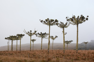 Fototapety  Typowe brazylijskie sosny (Araucaria) i mgła w Cambará do