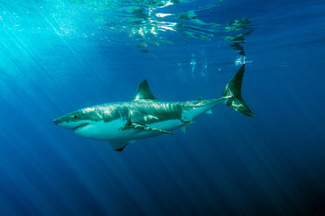 Naklejka premium Great White shark ready to attack