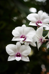 Fototapeta na wymiar White orchid flower on blur background,shallow Depth of Field,Focus on flower.