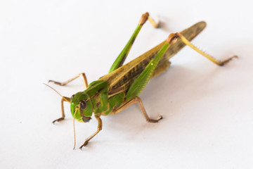 the grasshopper on paper background