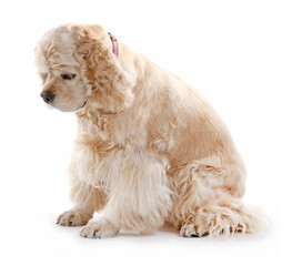 American cocker spaniel isolated on white