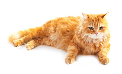 Red cat isolated on white