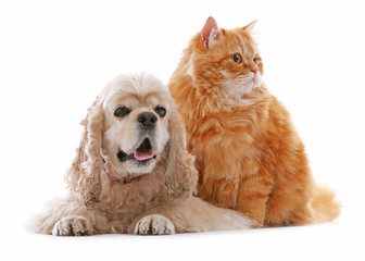 American cocker spaniel and red cat together isolated on white