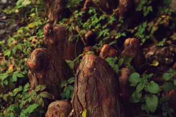 Close up view on snags in the park