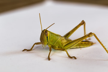 the grasshopper on paper background