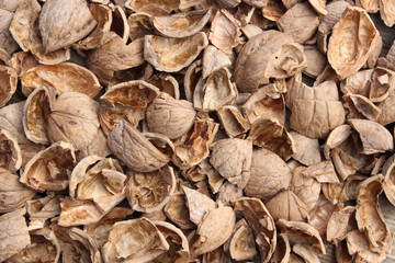 Broken walnut shells.